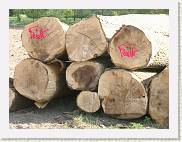 2007-04-21_17-18-25_Avril_122,0mm_1_200_eme_DiMAGE A2 * 2560 x 1920 * (3.18MB)